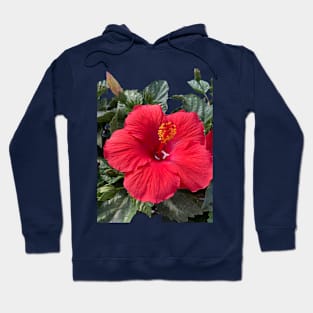 Red Hibiscus Hoodie